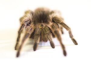 A large Tarantula spider