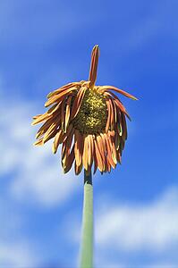 A Gerber Daisy