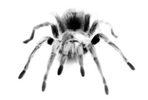 A large Tarantula spider