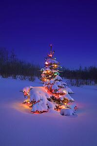 A Christmas tree glowing at night covered in snow