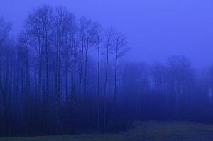 Trees in fog