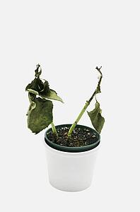 A dead plant