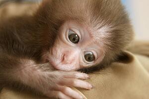A baby monkey