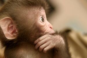 A baby monkey