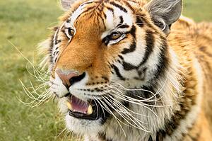 A tiger's head