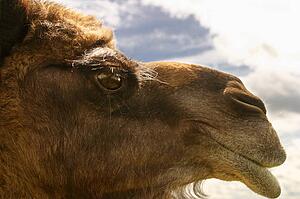 A camel