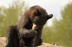 A bear cub