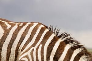 A zebra