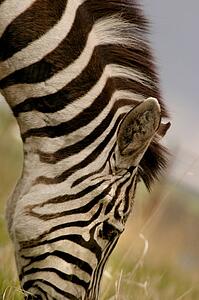 A zebra