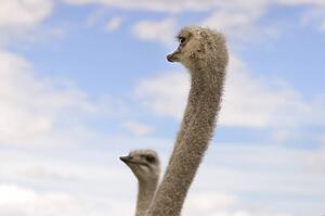 A couple of curious ostriches
