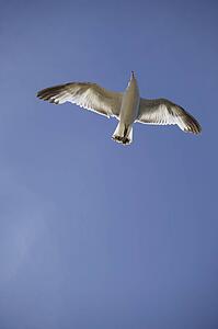 Seagull flying in the sky