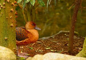 A bird