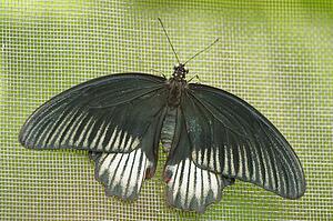 A moth