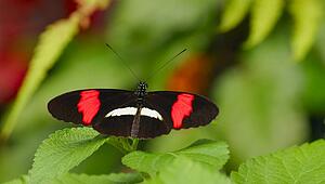 A butterfly