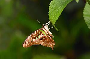 A butterfly on a leaf