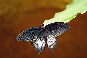 A moth