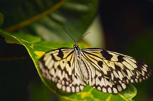 A butterfly