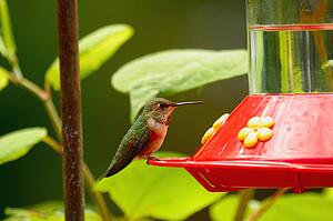 A hummingbird