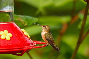 A hummingbird