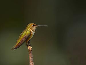 A hummingbird