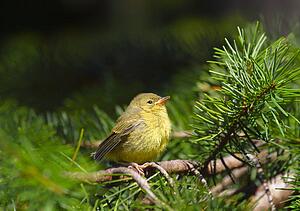 A baby yellow bird