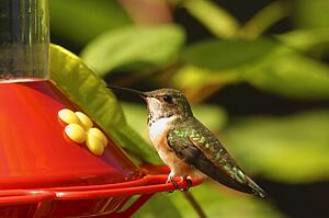 A hummingbird