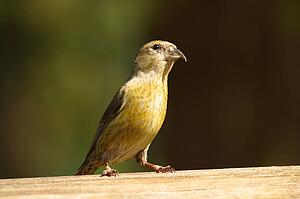 A small yellow bird
