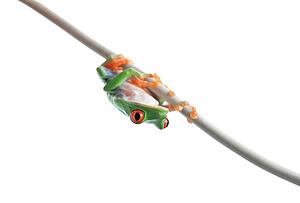 A frog hanging on