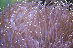 Pink sea anemone