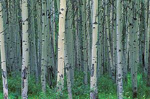 A forest of trees in Jasper
