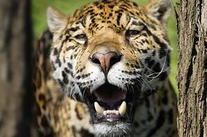 Closeup of a leopard