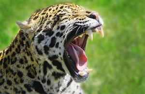 A leopard yawns