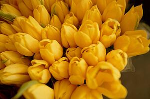 A bouquet of yellow tulips
