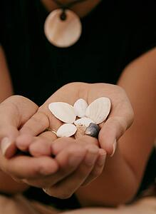 A collection of seashells