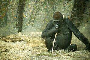 A gorilla