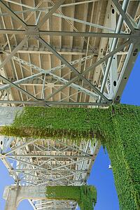 Moss growing underneath a bridge