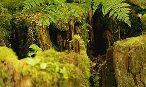 In a forest