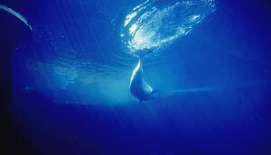 A swimming dolphin