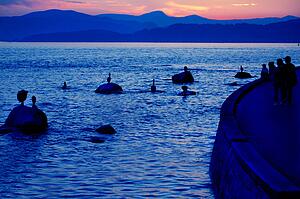 Bird watching at sunset