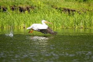 A pelican over water