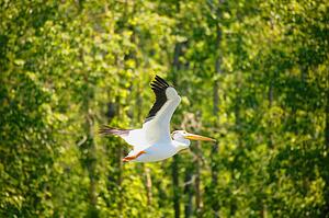 A pelican in flight