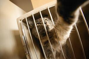 Cat reaching through bars