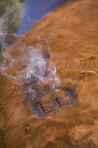 Cattle brand