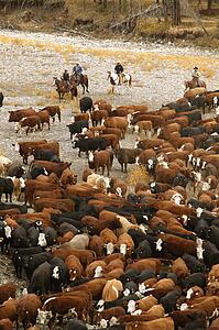 Cowboys on cattle roundup Southern Alberta Canada