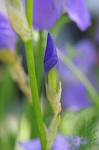 Blue Iris