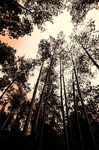 A group of trees