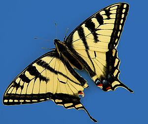 A yellow and black swallowtail butterfly