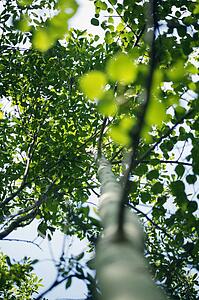 A tree