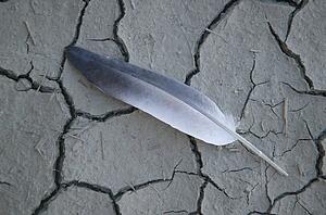 A feather on cracked soil