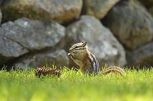 A little squirrel